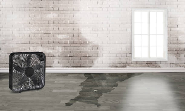 Best Water damage restoration specialists  in Chesterfield, SC